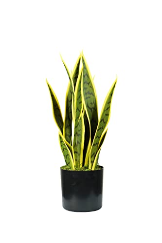 King Collection Pflanze SANSEVIERIA H. 45 cm 12 Blätter grün von King Collection