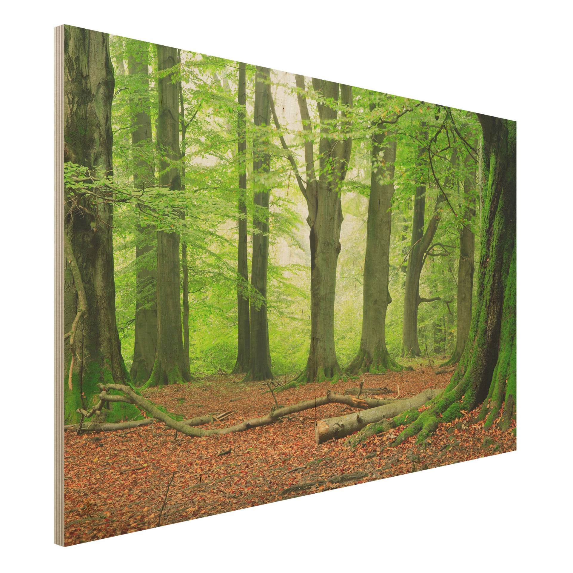 Holzbild Natur & Landschaft Mighty Beech Trees von Klebefieber