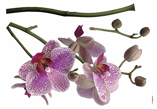 Komar - Deco-Sticker ORCHIDEE - 100 x 70 cm - Wandtattoo, Wandbild, Wandsticker, Wandaufkleber, Walltattoo, Blumen, Blüten, Natur, Blütenknospe, Pflanze -17702h, Lila/weiß/Grün von Komar