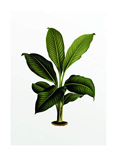 Komar Wandbild | Elastica Leaf | Poster, Bild, Wohnzimmer, Schlafzimmer, Dekoration, Kunstdruck | ohne Rahmen | P055-30x40 | Größe: 30 x 40 cm (Breite x Höhe) von Komar