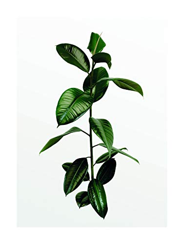 Komar Wandbild | Ficus Branch | Poster, Bild, Wohnzimmer, Schlafzimmer, Dekoration, Kunstdruck | ohne Rahmen | P059-30x40 | Größe: 30 x 40 cm (Breite x Höhe) von Komar