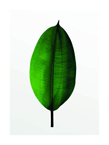 Komar Wandbild | Ficus Leaf | Poster, Bild, Wohnzimmer, Schlafzimmer, Dekoration, Kunstdruck | ohne Rahmen | P058-30x40 | Größe: 30 x 40 cm (Breite x Höhe) von Komar