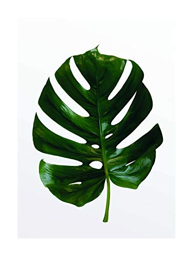 Komar Wandbild | Monstera Leaf | Poster, Bild, Wohnzimmer, Schlafzimmer, Dekoration, Kunstdruck | ohne Rahmen | P057-30x40 | Größe: 30 x 40 cm (Breite x Höhe) von Komar