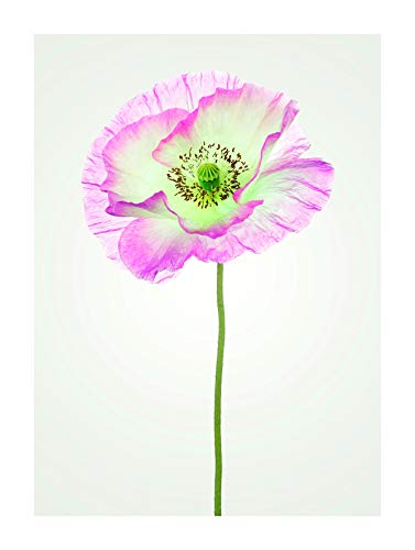 Komar Wandbild | Poppy | Poster, Bild, Wohnzimmer, Schlafzimmer, Dekoration, Kunstdruck | ohne Rahmen | P069-30x40 | Größe: 30 x 40 cm (Breite x Höhe) von Komar