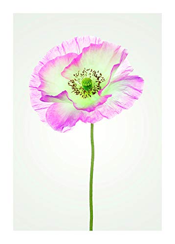 Komar Wandbild | Poppy | Poster, Bild, Wohnzimmer, Schlafzimmer, Dekoration, Kunstdruck | ohne Rahmen | P069-50x70 | Größe: 50 x 70 cm (Breite x Höhe) von Komar