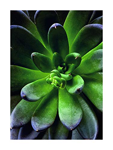 Komar Wandbild | Succulent Single | Poster, Bild, Wohnzimmer, Schlafzimmer, Dekoration, Kunstdruck | ohne Rahmen | P048-30x40 | Größe: 30 x 40 cm (Breite x Höhe) von Komar