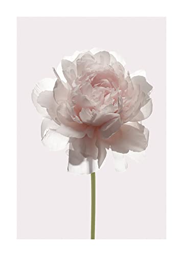 Komar Rose - Größe: 50 x 70 cm, Wandbild, Poster, Kunstdruck (ohne Rahmen), PURE Boutique von Komar