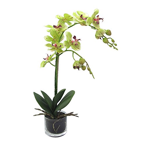 Kunstblumen PHALENOPSIS (Orchidee) im runden Glas. Mit 2 Orchideen-Trieben. Ca 52 cm. GRÜN - ROT -57 von Kunstblumen