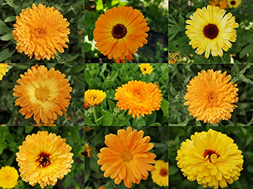 deutsche Ringelblumen Samen von gelb bis orangene Blüten, lat. Calendula, bienenfreundliche Heilpflanze mit gefüllter Blüte (1.000 Samen) von LaCaTho