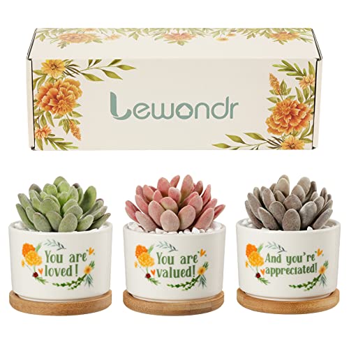 Lewondr Keramik Blumentopf, 3 Stück Pflanztopf Sukkulenten Töpfe mit Geschenkbox und Ablaufloch Mini Pflanzengefäße Hause Deko für Blumen Pflanz, Geburtstagsgeschenke für Frauen Freunde Mama, Gelb von Lewondr