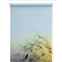 Lichtblick Rollo, Klemmfix, 100x150 cm, Pusteblume, blau Lichtblick Rollo, Klemmfix, 100x150 cm, Pusteblume, blau von Lichtblick