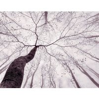 living walls Fototapete "Tree Top", Nebel Wald Tapete Natur Schwarz Weiß Fototapete 3,36m x 2,60m von Living Walls