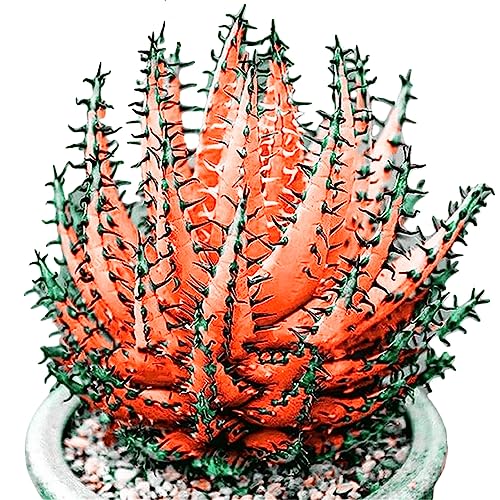 Luojuny Aloe-Vera-Samen, 100 Stück/Beutel, Pflanzensamen, natürliche lebensfähige Mischung, rustikale Aloe-Vera-Samen für Zuhause Orange von Luojuny