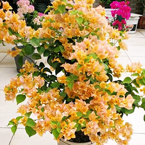 Luojuny Blumensamen frischer feuchter Boden 5 Farben voller Vitalität Bougainvillea-Samen für Hof Orange von Luojuny