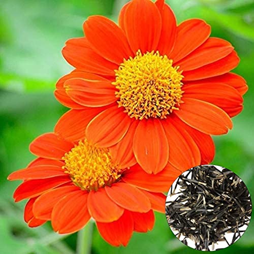 Samen, 50 Stück/Beutel, Sonnenblumenkerne, klumpender Duft, gute Ernte, ausgezeichnete Pflanzensamen zum Pflanzen, zieht Bienen an – Orange von Luojuny