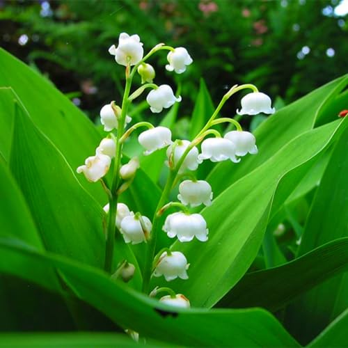 MaiglöCkchen Zwiebeln, MehrjäHrige Blumenzwiebeln,Winterhart,Laternen, Starke VitalitäT,Winterhart,Aromatische Pflanzen,Zierblumen, Winterhart Mehrjährig-15zwiebeln-E von MHOLDC