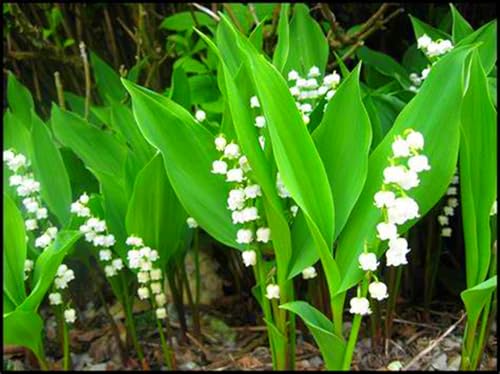 MaiglöCkchen Zwiebeln, MehrjäHrige Blumenzwiebeln,Winterhart,Laternen, Zierblumen,Aromatische Pflanzen,Starke VitalitäT,Winterhart, Winterhart Mehrjährig-25zwiebeln-B von MHOLDC