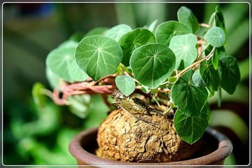 Stephania-Pflanze, Im Topf Oder Auf Der Terrasse,KletterpflanzeStabile,Stephanotis, Winterhart Mehrjährig,Winterharte Staude,Dekorativ,Stephania Erecta Knolle-3zwiebeln-D von MHOLDC