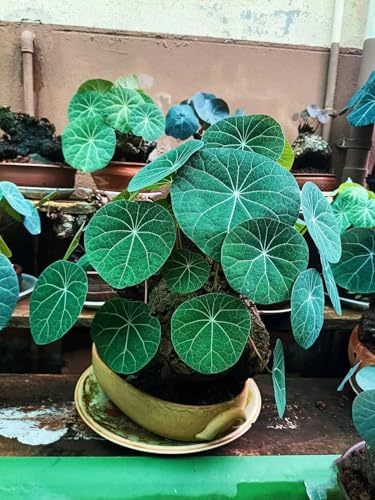 Stephania-Pflanze, Im Topf Oder Auf Der Terrasse,KletterpflanzeStabile,Stephanotis, Winterharte Staude,Dekorativ,Winterhart Mehrjährig,Stephania Erecta Knolle-4zwiebeln-E von MHOLDC