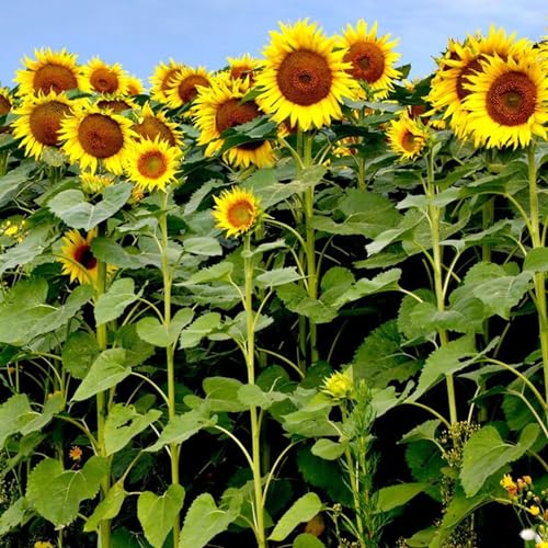 Sunflower Seeds, Sunflowers,Sonnenblumensamen Saatgut,Winterhart Mehrjährig,Morning Sun, Bright Flowers, Four-Season FlowersSunshine,Sonnenblume Hohe Riesen-1500pcs-B von MHOLDC