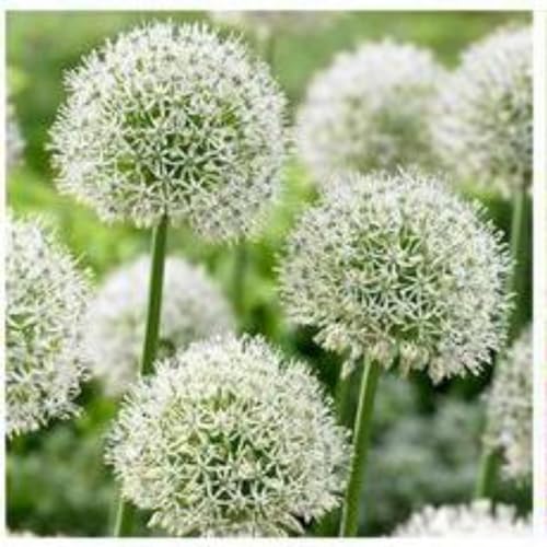 Allium zwiebeln,Winterhart mehrjährig,Allium caeruleum,Dekoration verwendet,allium kunstblume,allium giganteum zwiebeln,allium globemaster,allium sativum,Allium-Zwiebel.-10zwiebeln-B von MHTSNW