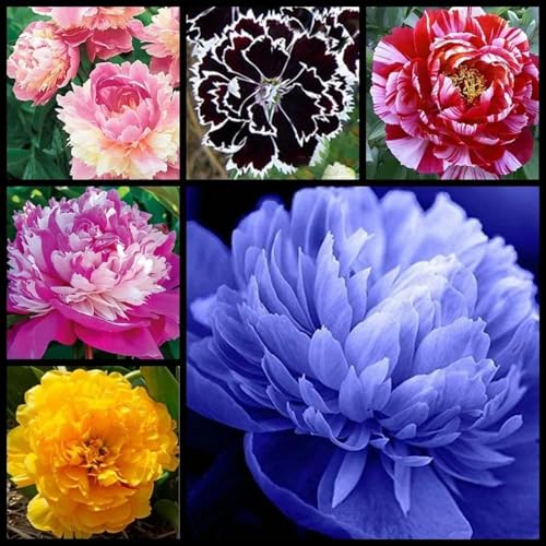 Pfingstrosen zwiebeln,Winterharte mehrjährig,Seltene Pflanzen,Dekorative Blumen,Pfingstrosen rhizom,Zierblumen,pfingstrosen knollen,pfingstrosen stauden,pfingstrosen kaufen.-5zwiebeln-A Pfingstrosen zwiebeln,Winterharte mehrjährig,Seltene Pflanzen,Dekorative Blumen,Pfingstrosen rhizom,Zierblumen,pfingstrosen knollen,pfingstrosen stauden,pfingstrosen kaufen.-5zwiebeln-A von MHTSNW