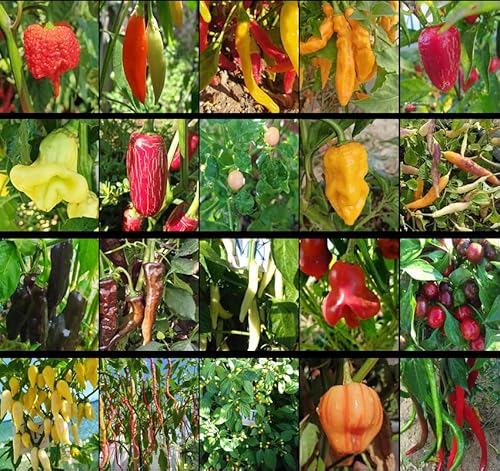 MIKELSIMON Menge der 20 schärfsten Paprika der Welt, 200 Samen, Packung(16) von MIKELSIMON