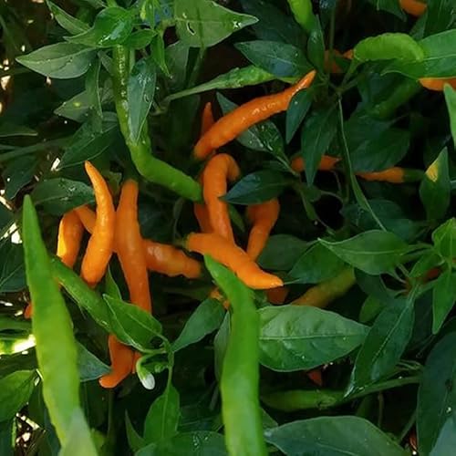 Thai Chili Orange,10 Samen,Capsicum annuum (427) von MIKELSIMON