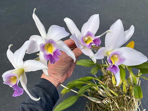 Cymbidium Zwiebeln,Dekorieren Schlafzimmer,Winterhart Topfpflanze,Cymbidium Pflanzen,Winterhart MehrjäHrig-15zwiebeln-B Cymbidium Zwiebeln,Dekorieren Schlafzimmer,Winterhart Topfpflanze,Cymbidium Pflanzen,Winterhart MehrjäHrig-15zwiebeln-B von MJKIJBBO