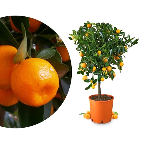 Meine Orangerie Calamondin Mezzo - veredelte Calamondin Orange im 6,5-Liter Topf - echter Citrusbaum - Calamansi - fruchtreifer Zitrusbaum in Gärtnerqualität - Mini-Orangenbäumchen von Meine Orangerie