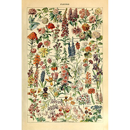 Meishe Art Jahrgang Plakate Drucken Plakatdruck Blume Florale Botanische Sammlung Garten Blumen und Pflanzen Identifizierung Zu Hause Mauer Dekoration Kunst(53cmx80cm) von Meishe Art