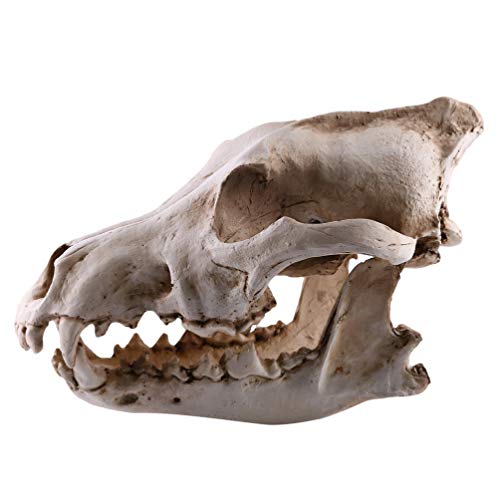 Milisten Wolf Schädel Modell Replik Requisiten Harz Wolf Kopf Skelett Modell Tier Skulptur für Unterricht Requisite Home Office Dekoration Milisten Wolf Schädel Modell Replik Requisiten Harz Wolf Kopf Skelett Modell Tier Skulptur für Unterricht Requisite Home Office Dekoration von Milisten