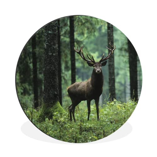 MuchoWow Wandbild Rund Wanddeko Deko Wohnzimmer Bilder 60x60 cm Hirsche - Wald - Bäume - Tiere - Natur von MuchoWow