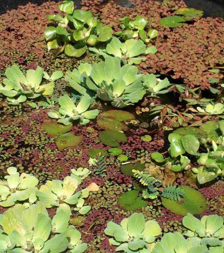 Mühlan Wasserpflanzen 20 Schwimmpflanzen 4 Sorten für Gartenteich von Mühlan Wasserpflanzen