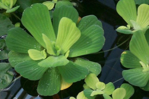 Mühlan Wasserpflanzen 3 Grosse Muschelblumen für den Gartenteich von Mühlan Wasserpflanzen