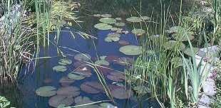 Anti Algen Set für den Teich, Wasserpflanzen, Schwimmpflanzen von Mühlan Wasserpflanzen