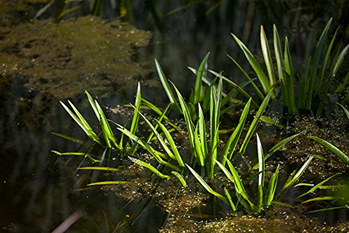 Mühlan Wasserpflanzen Krebsschere für den Gartenteich, frosthart, Teich von Mühlan Wasserpflanzen