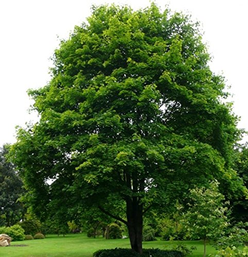 Müller Münchehof GmbH Baum des Jahres 2009 - Bergahorn im Container Größe 100 bis 125 cm von Müller Münchehof GmbH