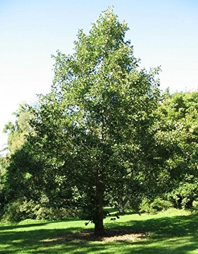 Müller Münchehof GmbH Baum des Jahres 2003 - Schwarzerle im Container Größe 100 bis 125 cm von Müller Münchehof GmbH