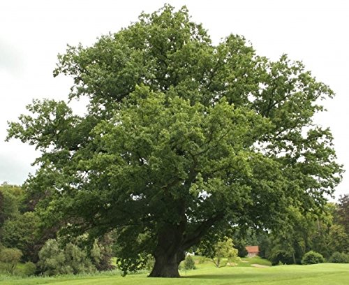 Müller Münchehof GmbH Baum des Jahres 2014 - Traubeneiche im Container Größe 100 bis 125 cm von Müller Münchehof GmbH