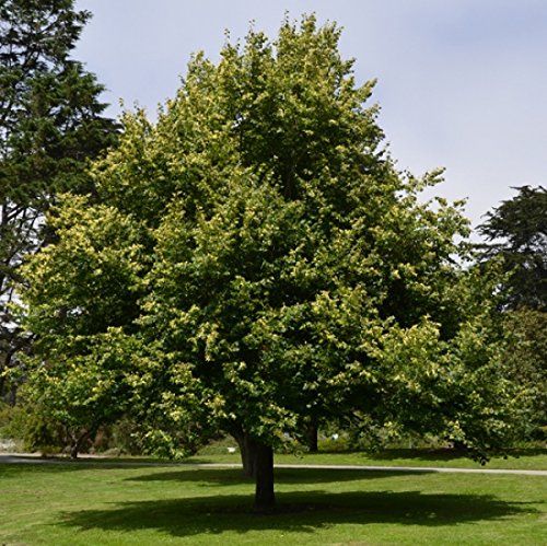 Müller Münchehof GmbH Baum des Jahres 2016 - Winterlinde im Container Größe 100 bis 125 cm von Müller Münchehof GmbH