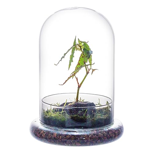 NCYP Dekorative klare Glaskuppel mit Luftloch, 15x21cm, Glasglocke mit Boden Heimtisch Display Glas Terrariumbehälter für Blumen Tafelaufsatz (Nur Glaskuppel) von NCYP