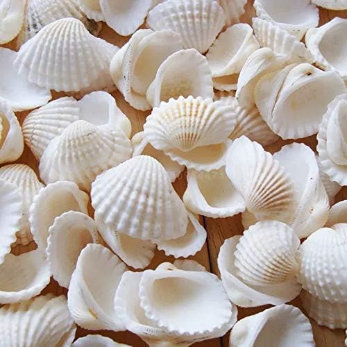 NatüRliche Muscheln Kleine WeißE Muscheln Bulk 280g Small Sea Shells FüR Heimdekorationen for Decorating Strand Thema Party Kerzenherstellung Dekor Aquarium VasenfüLler Handwerk DIY von NOLACE