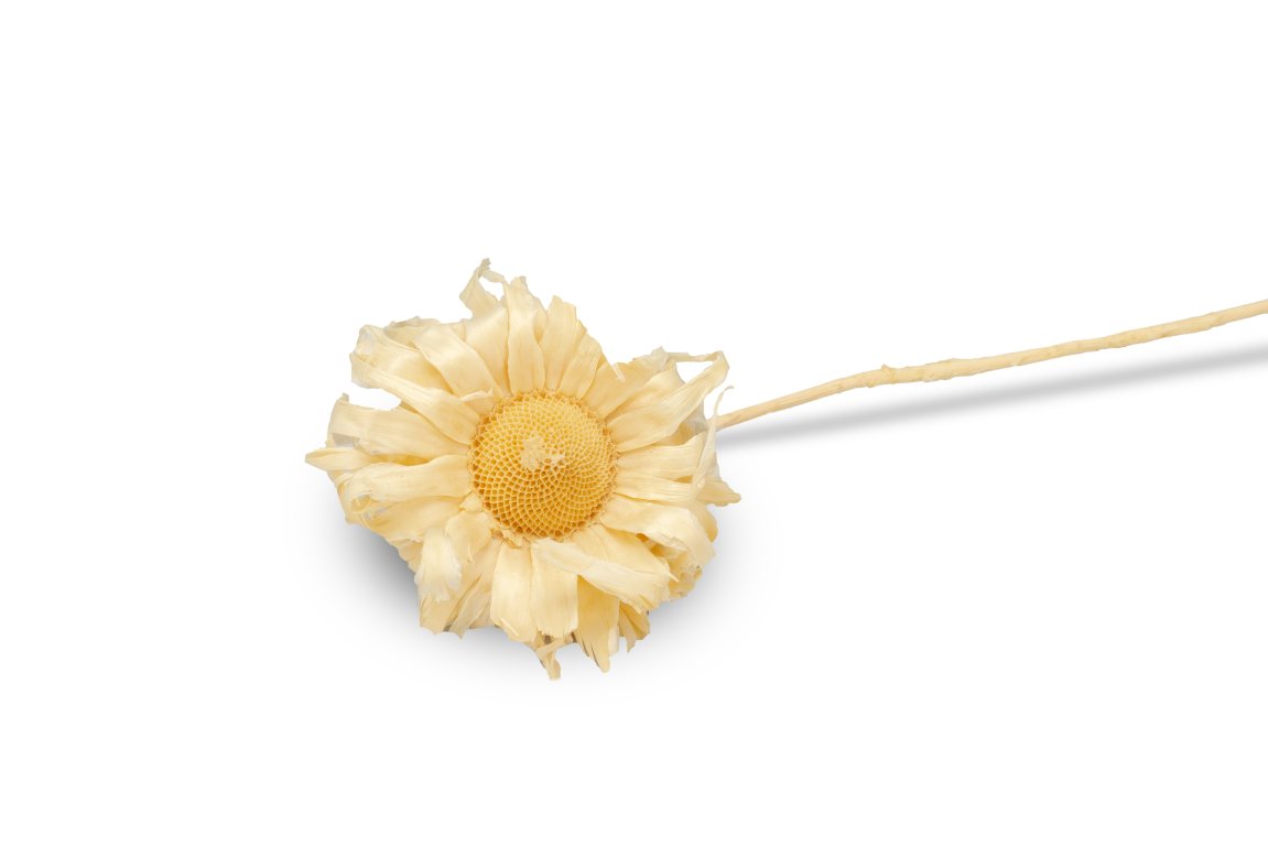 Trockenblume Protea sulphurea gebleicht 6-8cm, NaDeco von NaDeco