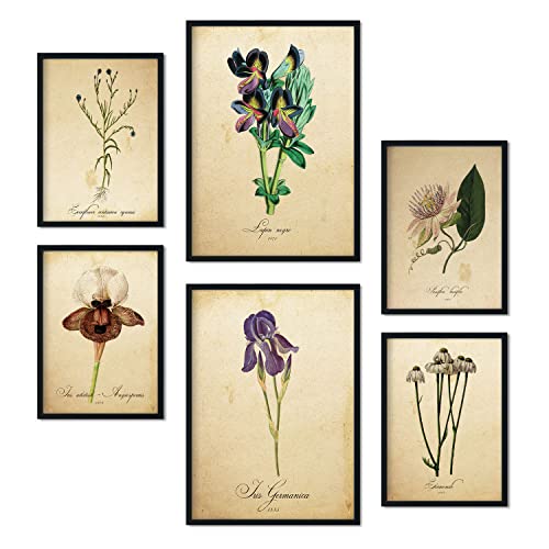 Nacnic-Set von 6 Vintage-Blumen-Poster. Sammlung von Platten mit ästhetischer Collage für Innendekoration. Größen A3 und A4. Rahmenlos von Nacnic