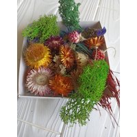 Kleine Getrocknete Blumen, Mix Trockenblumen, Blumen Für Resin, Blumen Dekor, Blumenbox Zufällig Potpourri, Trockener Blumenvorrat, Winzige Blumen von Naturallydryflora