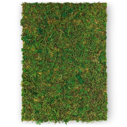 Netuno Moosplatte Grün A4 297x210mm Naturmoos auf Textilfaser Deko-Moos zum Basteln und Dekorieren Moosmatte Deko-Matte DIY Flachmoos für Ostern Weihnachten Floristik Terrarium Dekoration von Netuno