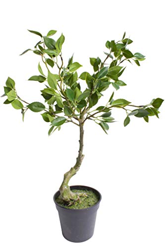 Nova-Nature künstlicher Ficus Benjamini Bonsai im schwarzen Kunststofftopf von Nova-Nature