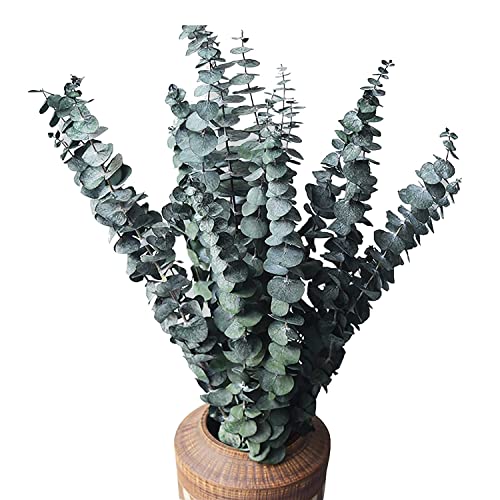 Nudeg 10 Packungen NatüRliches Getrocknetes Eukalyptus BüNdel, Konservierte Frische Eukalyptus Zweige für Blumen Arrangements, Hochzeit, Heim Dekoration von Nudeg