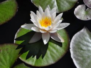 Seerose 'Marliacea Albida', Nymphaea x cultorum 'Marliacea Albida', Topfware von Nymphaea x cultorum 'Marliacea Albida'